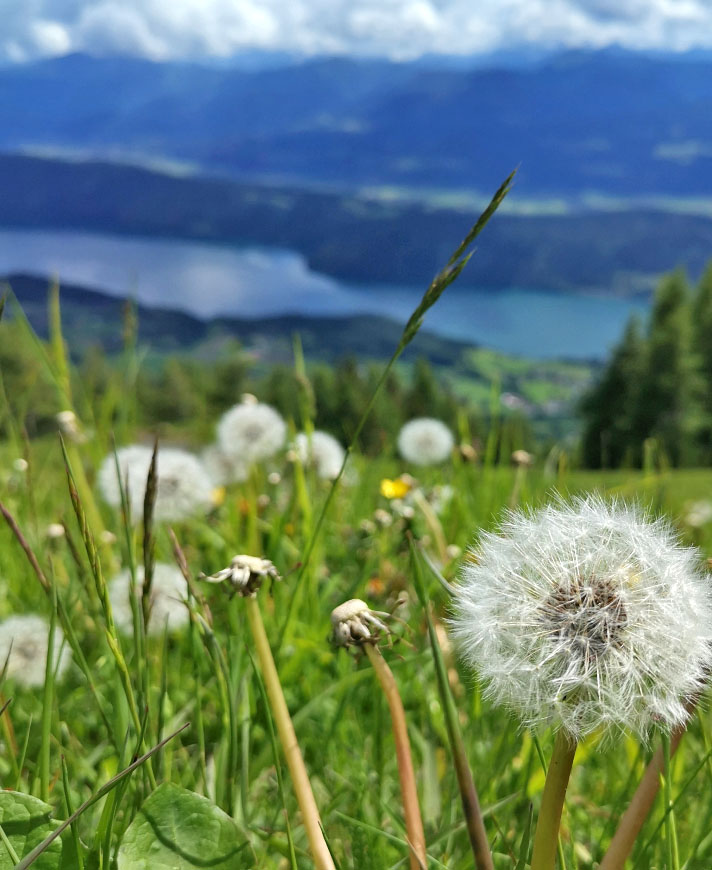 Gasthof – Wildpark Schlögelberger © almdorf-lungau.at